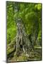 Old European Beech Tree (Fagus Sylvatica) Pollino National Park, Basilicata, Italy, June 2009-Müller-Mounted Photographic Print