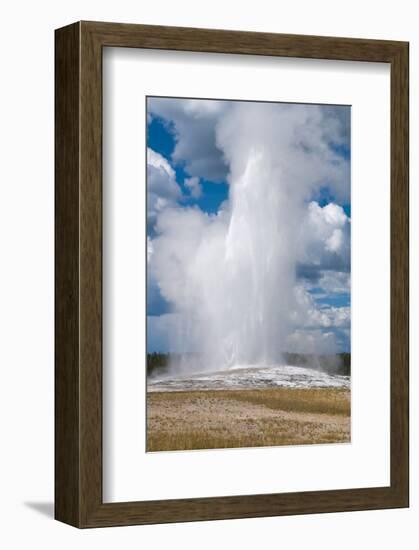 Old Faithful erupts Yellowstone-null-Framed Art Print