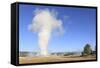 Old Faithful Geyser Blowing, Yellowstone National Park, Wyoming, USA-Mark Taylor-Framed Stretched Canvas