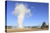 Old Faithful Geyser Blowing, Yellowstone National Park, Wyoming, USA-Mark Taylor-Stretched Canvas