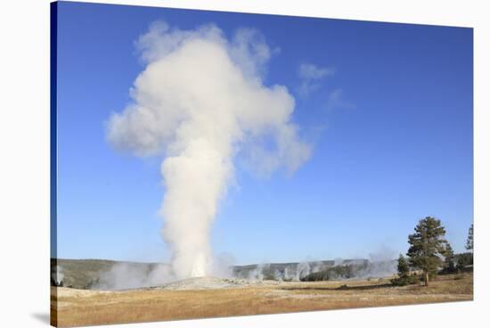 Old Faithful Geyser Blowing, Yellowstone National Park, Wyoming, USA-Mark Taylor-Stretched Canvas