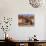 Old Farm Equipment, Ghost Town, Rhyolite, Nevada, USA-Michel Hersen-Photographic Print displayed on a wall