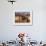 Old Farm Equipment, Ghost Town, Rhyolite, Nevada, USA-Michel Hersen-Framed Photographic Print displayed on a wall