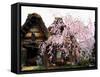 Old Farm House and Cherry Blossoms-null-Framed Stretched Canvas