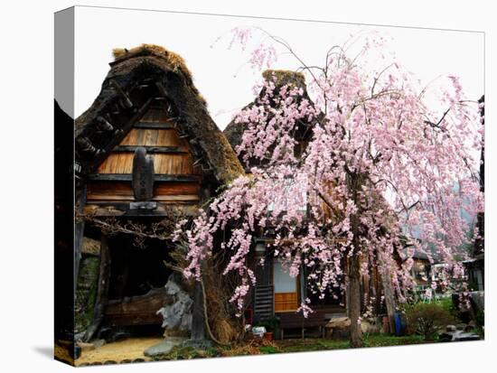 Old Farm House and Cherry Blossoms-null-Stretched Canvas