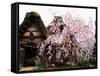 Old Farm House and Cherry Blossoms-null-Framed Stretched Canvas