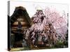 Old Farm House and Cherry Blossoms-null-Stretched Canvas