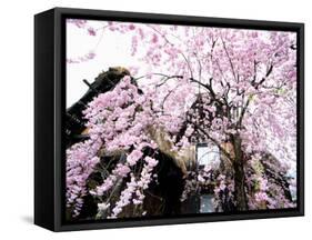 Old Farm House and Cherry Blossoms-null-Framed Stretched Canvas