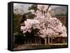 Old Farm House and Cherry Blossoms-null-Framed Stretched Canvas