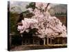 Old Farm House and Cherry Blossoms-null-Stretched Canvas