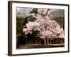 Old Farm House and Cherry Blossoms-null-Framed Photographic Print