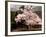 Old Farm House and Cherry Blossoms-null-Framed Photographic Print