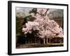 Old Farm House and Cherry Blossoms-null-Framed Photographic Print