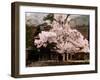 Old Farm House and Cherry Blossoms-null-Framed Photographic Print