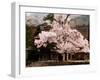 Old Farm House and Cherry Blossoms-null-Framed Photographic Print