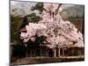 Old Farm House and Cherry Blossoms-null-Mounted Photographic Print