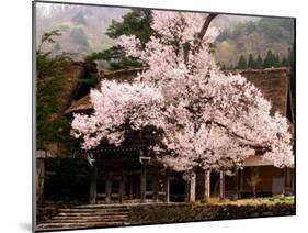 Old Farm House and Cherry Blossoms-null-Mounted Photographic Print