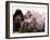 Old Farm House and Cherry Blossoms-null-Framed Photographic Print