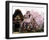 Old Farm House and Cherry Blossoms-null-Framed Photographic Print