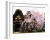 Old Farm House and Cherry Blossoms-null-Framed Photographic Print