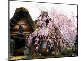 Old Farm House and Cherry Blossoms-null-Mounted Photographic Print