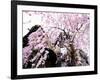 Old Farm House and Cherry Blossoms-null-Framed Photographic Print