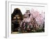 Old Farm House and Cherry Blossoms-null-Framed Photographic Print