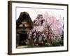 Old Farm House and Cherry Blossoms-null-Framed Photographic Print