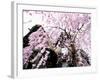 Old Farm House and Cherry Blossoms-null-Framed Photographic Print