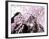 Old Farm House and Cherry Blossoms-null-Framed Photographic Print