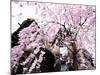 Old Farm House and Cherry Blossoms-null-Mounted Photographic Print