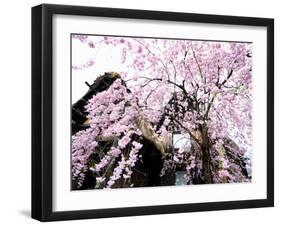 Old Farm House and Cherry Blossoms-null-Framed Photographic Print