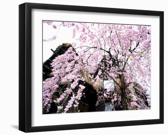 Old Farm House and Cherry Blossoms-null-Framed Photographic Print