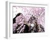 Old Farm House and Cherry Blossoms-null-Framed Photographic Print