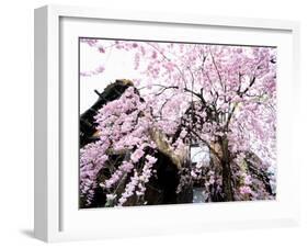 Old Farm House and Cherry Blossoms-null-Framed Photographic Print