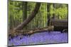 Old Farm Machinery in Vibrant Bluebell Spring Forest Landscape-Veneratio-Mounted Photographic Print