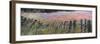 Old fence in a Lupine field, Quail Hollow Ranch County Park, Felton, Santa Cruz County, Californ...-null-Framed Photographic Print