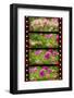 Old Film-janaka Dharmasena-Framed Photographic Print