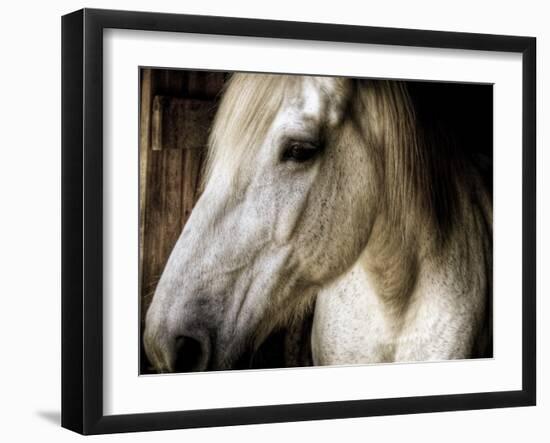 Old Friend-Stephen Arens-Framed Premium Photographic Print