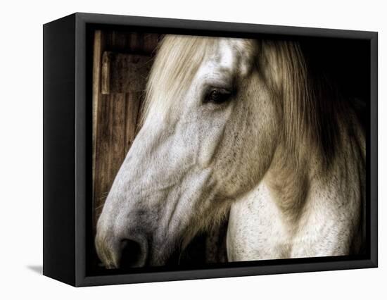 Old Friend-Stephen Arens-Framed Stretched Canvas