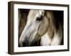 Old Friend-Stephen Arens-Framed Photographic Print