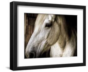 Old Friend-Stephen Arens-Framed Photographic Print