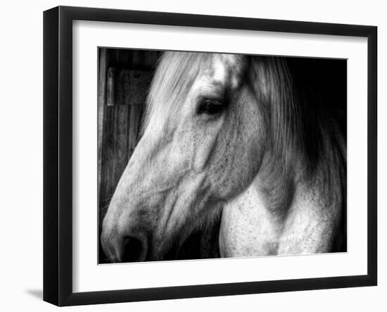 Old Friend-Stephen Arens-Framed Premium Photographic Print