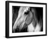 Old Friend-Stephen Arens-Framed Premium Photographic Print