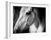 Old Friend-Stephen Arens-Framed Premium Photographic Print