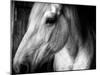 Old Friend-Stephen Arens-Mounted Premium Photographic Print