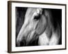 Old Friend-Stephen Arens-Framed Photographic Print