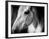 Old Friend-Stephen Arens-Framed Photographic Print