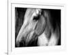 Old Friend-Stephen Arens-Framed Photographic Print