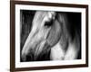 Old Friend-Stephen Arens-Framed Photographic Print